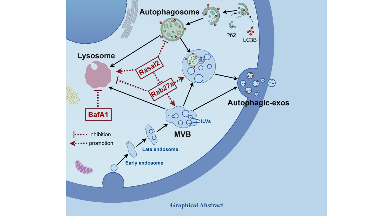 Graphical Abstract